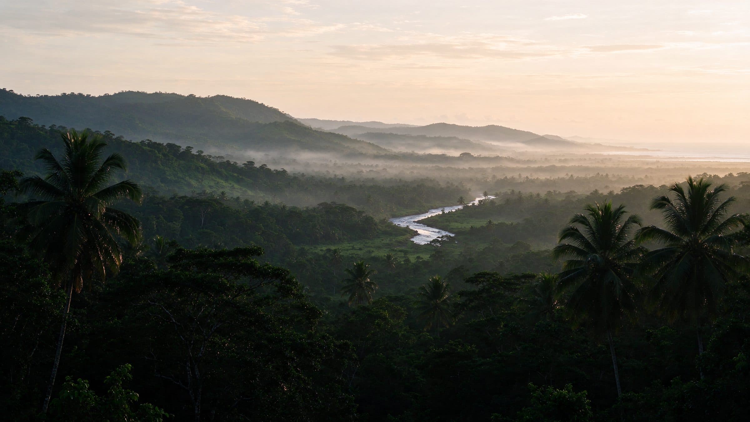 Sri Lankan cinnamon plantation at dawn
